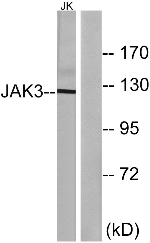 JAK3 (PT0405R) PT® Rabbit mAb