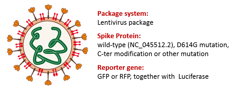 Strategy of Pseudovirus package for Neutralizing Antibody Assay