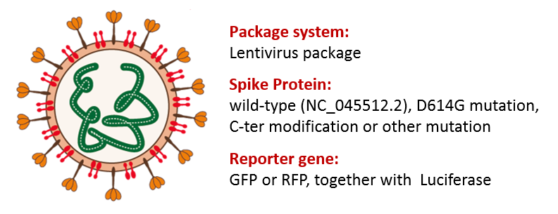 Strategy of Pseudovirus package for Neutralizing Antibody Assay 新冠假病毒中和抗體試驗