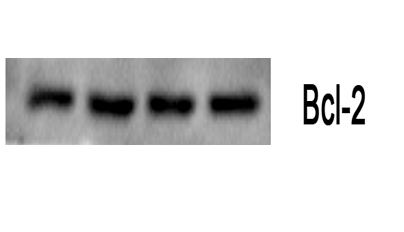Bcl-2 Monoclonal Antibody(6B5)